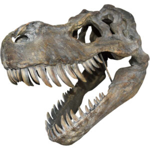 Tyrannosaurus Rex Skjeletthode - 51 cm Figur med Veggfeste