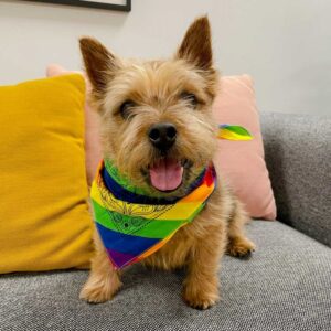 Basic Rainbow Bandana Scarf