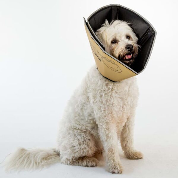 All Four Paws E-hundekrage Comfy Cone M 20 cm lysebrun