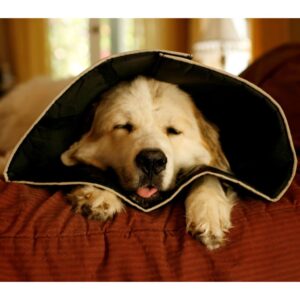 All Four Paws E-hundekrage Comfy Cone XXL 37